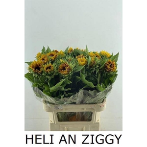 HELI AN ZIGGY