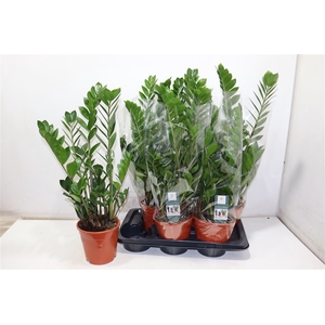 Zamio Zamiifolia