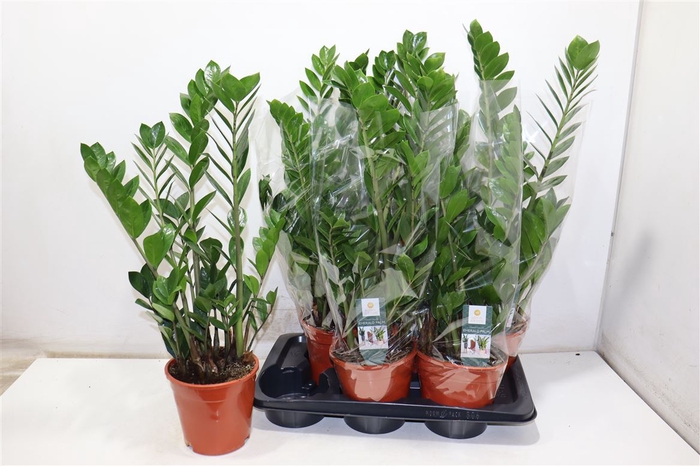<h4>Zamio Zamiifolia</h4>