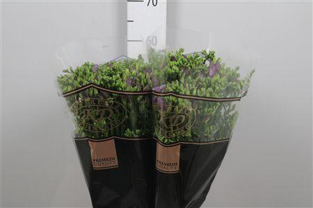 <h4>Fr En Palermo</h4>