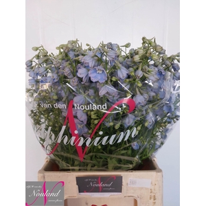 DELPHINIUM EN 'BALLKLEID'