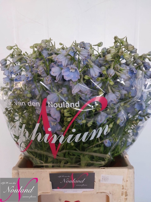 <h4>DELPHINIUM EN 'BALLKLEID'</h4>