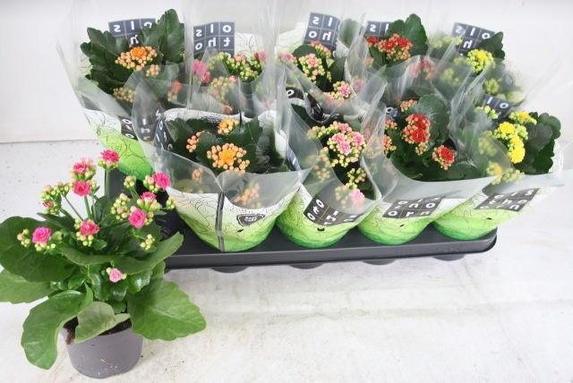 <h4>KAL GE GEM 5 KL</h4>