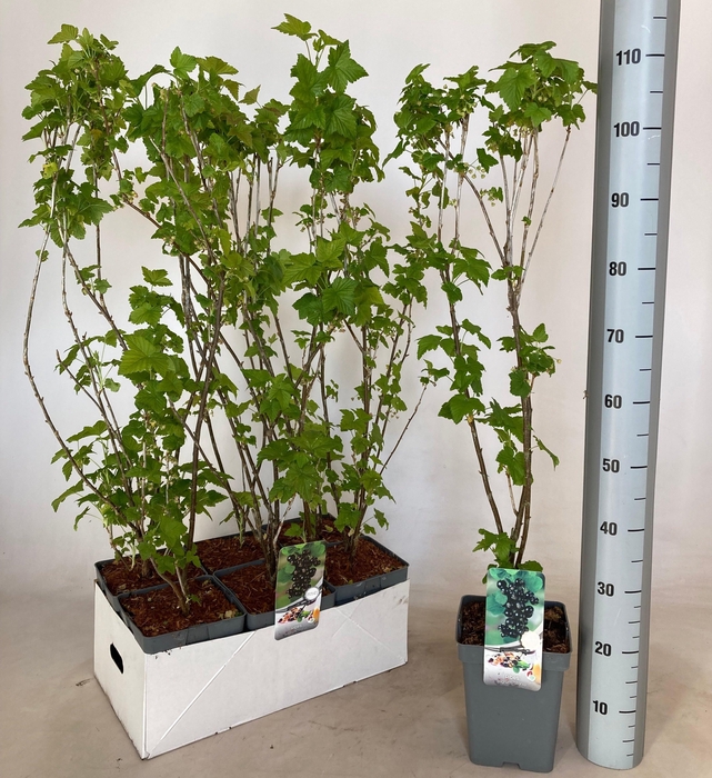 <h4>RIBES NIGRUM</h4>