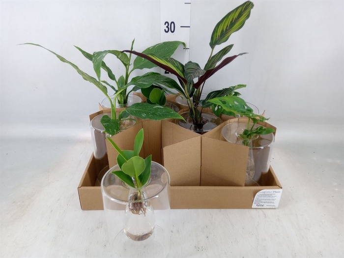 <h4>Planten  ..mix</h4>