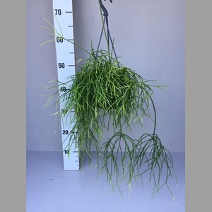 Rhipsalis   ...