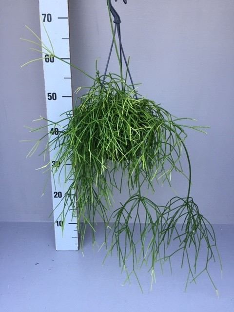 <h4>Rhipsalis   ...</h4>