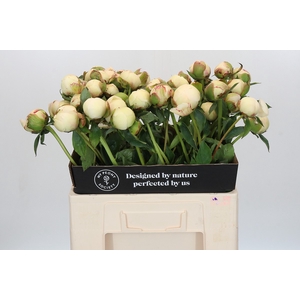 Paeonia Bowl Of Cream