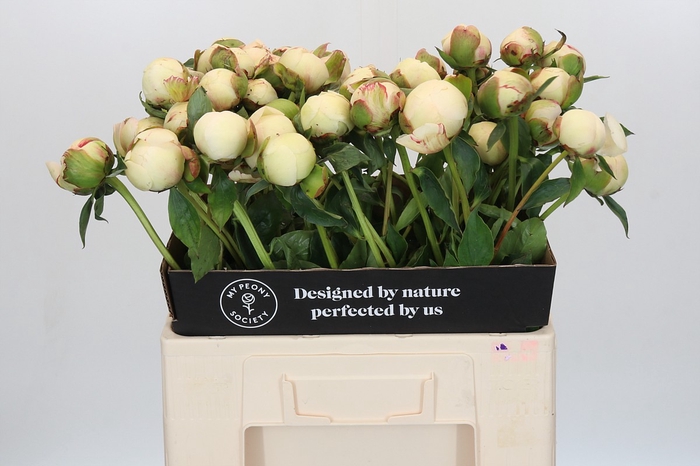 <h4>Paeonia Bowl Of Cream</h4>
