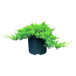Juniperus p. 'Nana'
