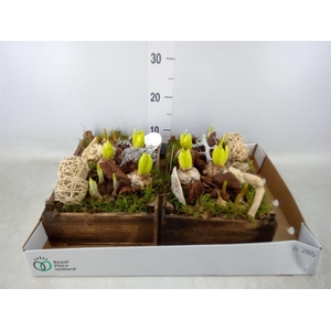 Arr.   Bol/Knolgewas L%