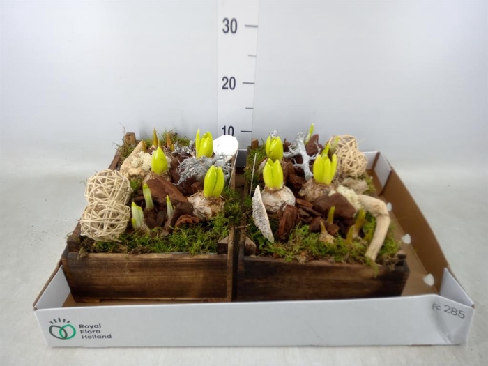 <h4>Arr.   Bol/Knolgewas L%</h4>