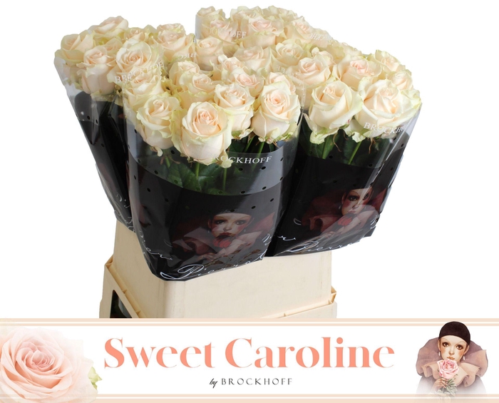 <h4>R GR SWEET CAROLINE</h4>