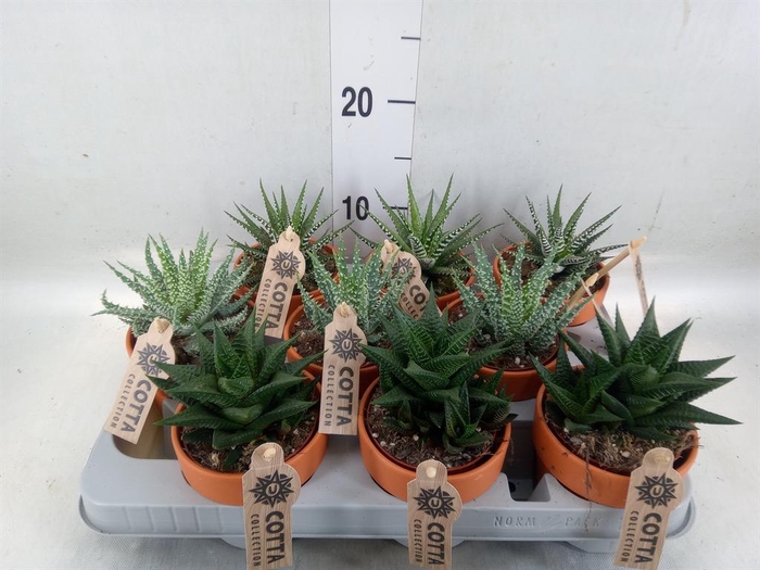 <h4>Aloe   ...mix</h4>