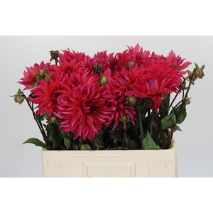 Dahlia Pink Punk