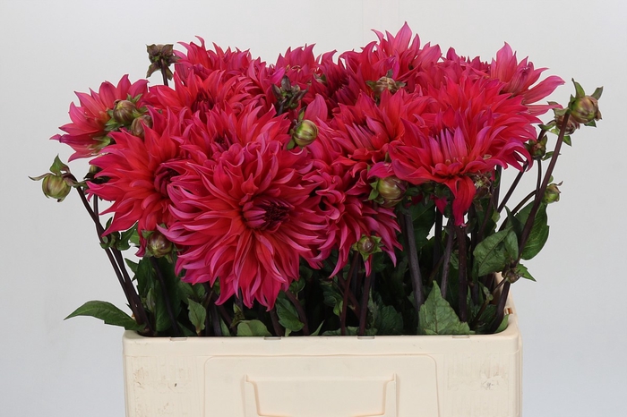 <h4>Dahlia Pink Punk</h4>
