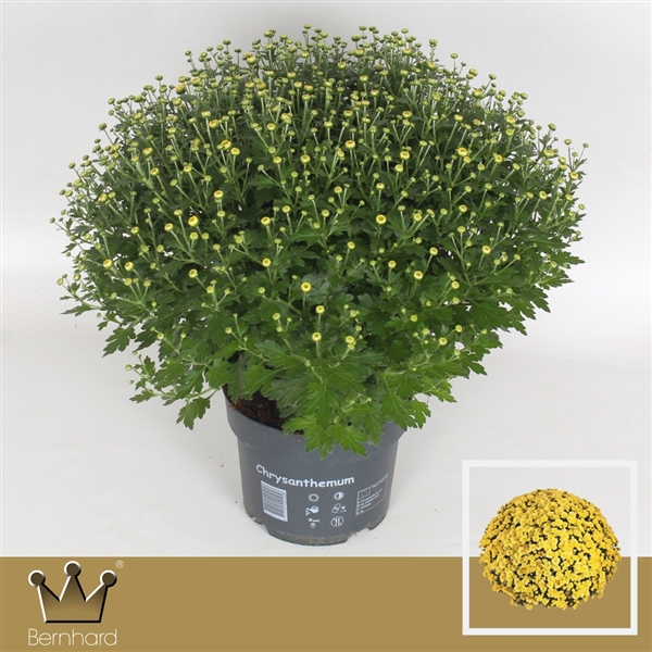 <h4>Chrysanthemum P19 Jasoda Dark Yellow</h4>