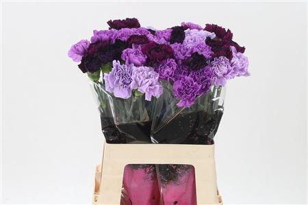 <h4>Di St Mix Florigene</h4>