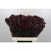 Leucadendron Saf Sunset Dark R.