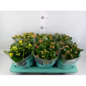 Kalanchoe blos.   ..rosebud mix  4