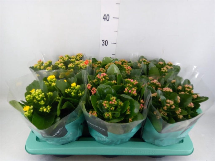<h4>Kalanchoe blos.   ..rosebud mix  4</h4>