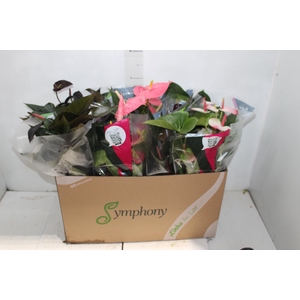 ANTHURIUM VARIADO P15