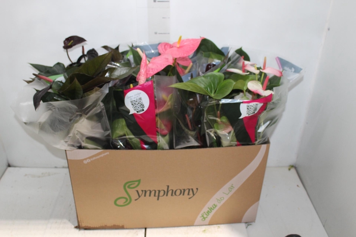 <h4>ANTHURIUM VARIADO P15</h4>