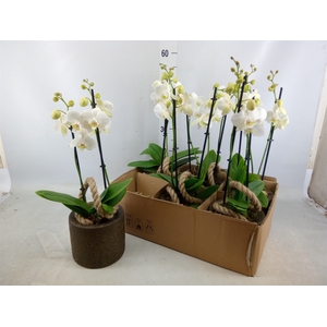 Arr.  Phalaenopsis MT 18+   H%