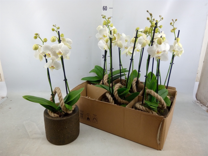 <h4>Arr.  Phalaenopsis MT 18+   H%</h4>