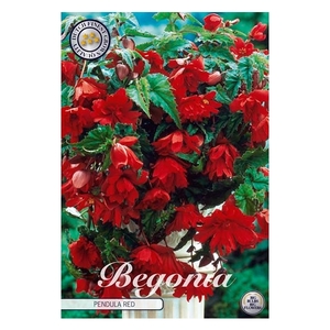 Begonia Pendula Red x3 5/6