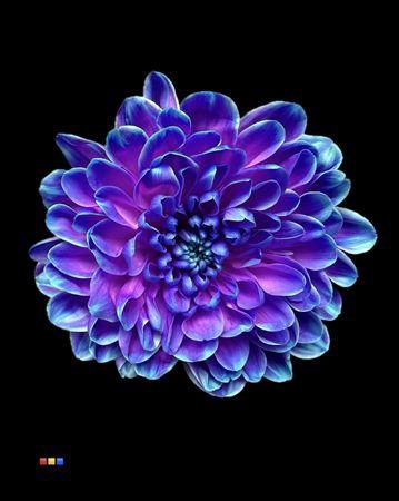 <h4>Chr T Altaj Slushpuppies</h4>