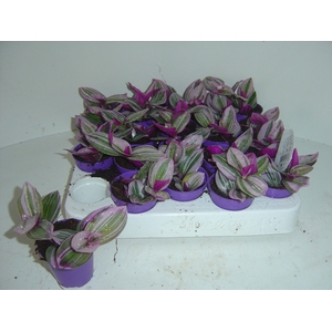 Tradescantia albiflora Nanouk 5Ø 5cm