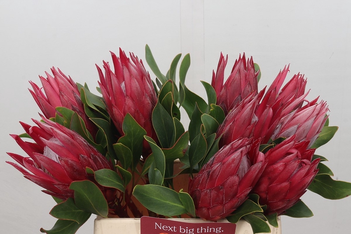 <h4>Protea Cynaroides Madiba</h4>