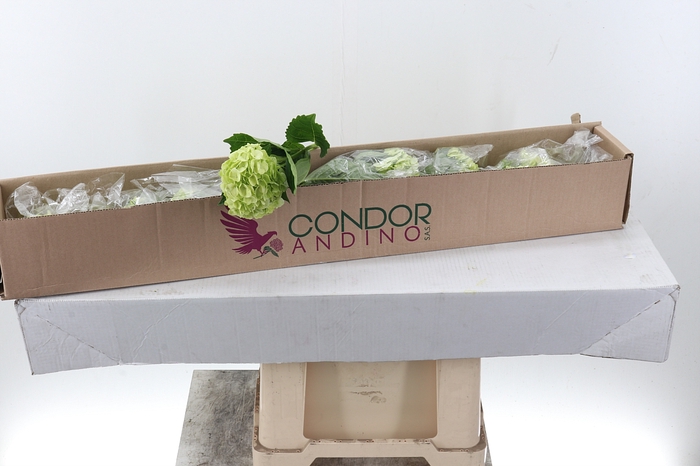 Hydr Lime Green Sel Box x10