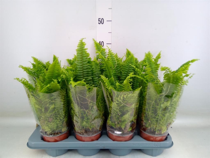 <h4>Nephrolepis exal. 'Green Lady'</h4>