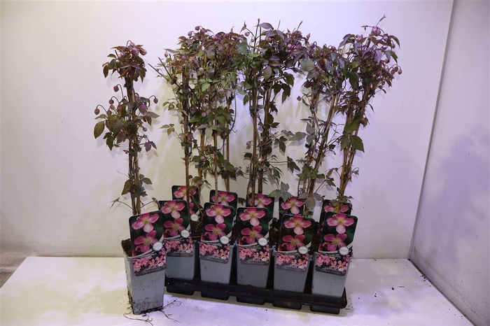 <h4>Clem Mo Tetrarose</h4>