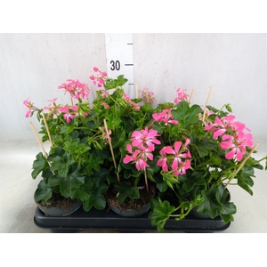 Pelargonium pelt.   ...