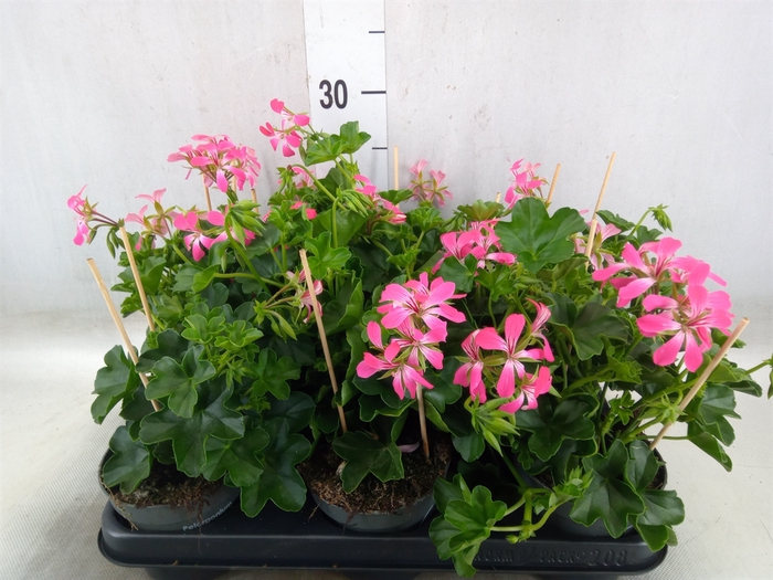 <h4>Pelargonium pelt.   ...</h4>