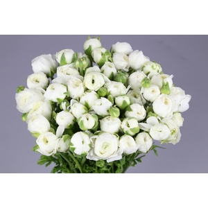 Ranunculus Elegance White