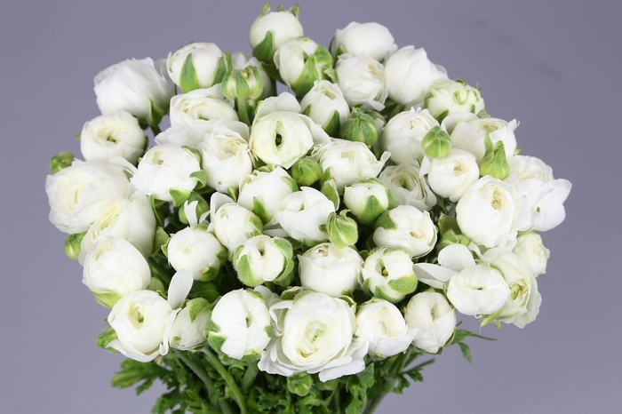 <h4>Ranunculus Elegance White</h4>