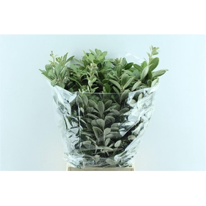 Pitto Ralphi 200 Gram