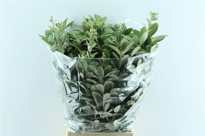 <h4>Pitto Ralphi 200 Gram</h4>