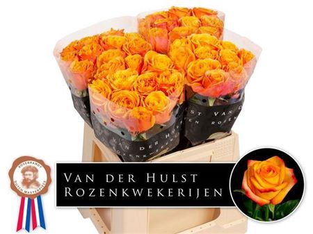 <h4>Rosa a grande fleur Liana Orange+</h4>