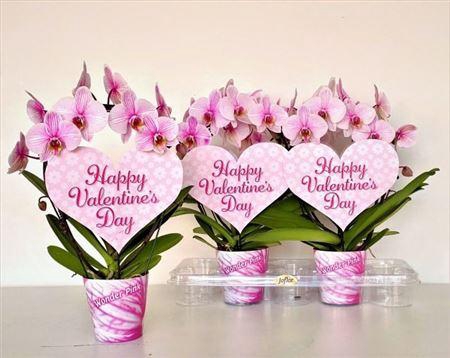 <h4>Phal Ov Roze</h4>