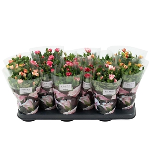 Nolina Roses Ø 10.5 cm Mix