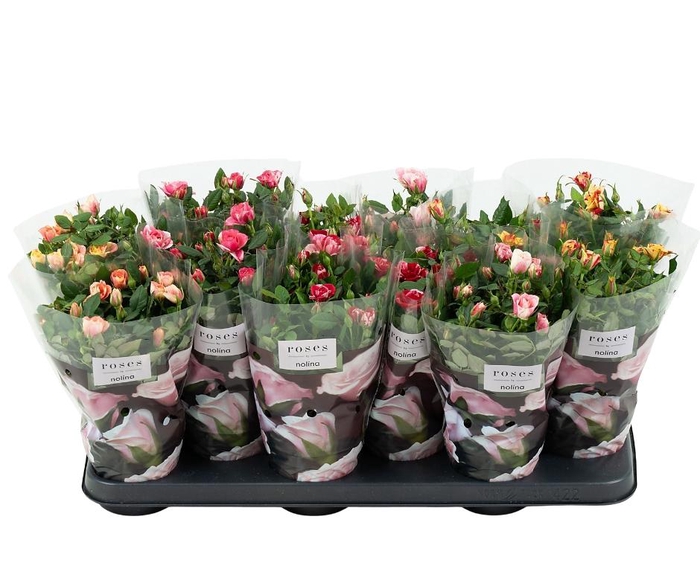 <h4>Nolina Roses Ø 10.5 cm Mix</h4>