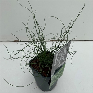 Graminées Juncus 'Spiralis'