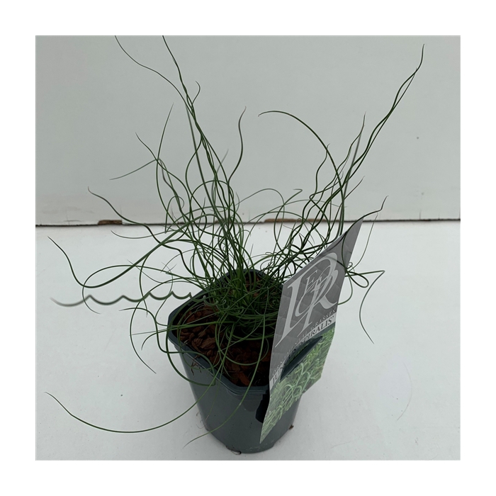 <h4>Juncus 'Spiralis'</h4>