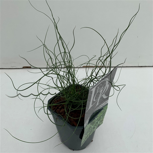 Juncus 'Spiralis'