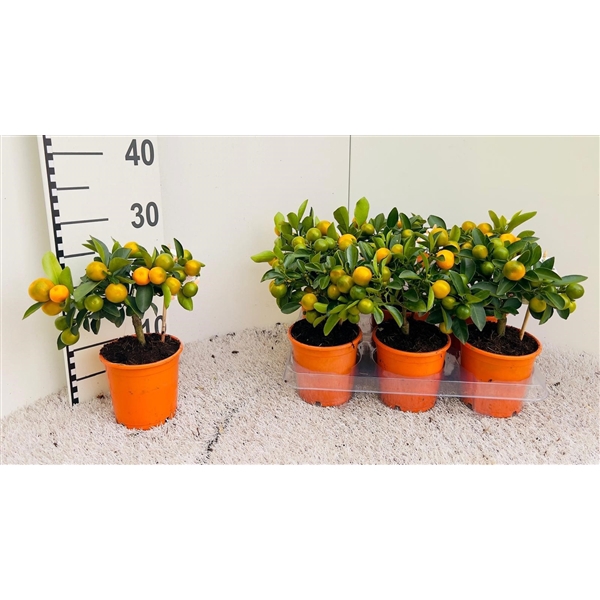 <h4>Citrus Calamondin mini-stem</h4>